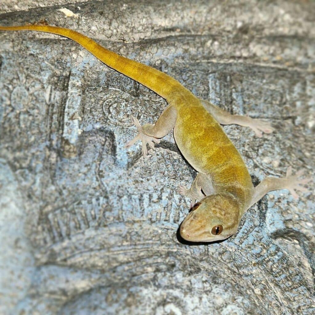 gold-lizards-identified-in-polavaram-forest
